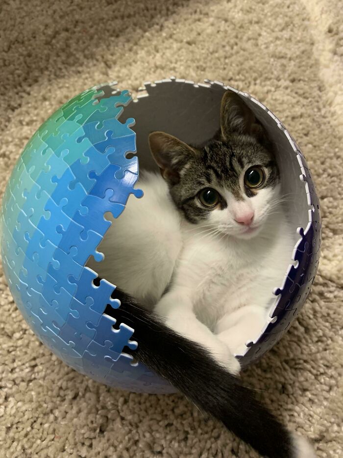 猫咪为什么喜欢钻纸盒子?因为有安全感(16张)