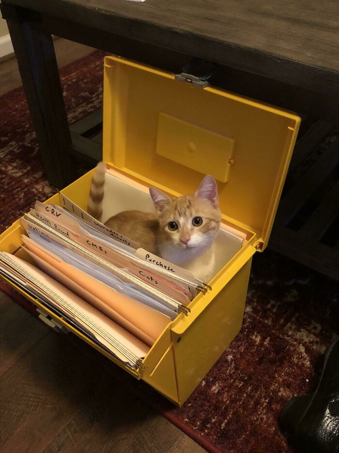 猫咪为什么喜欢钻纸盒子?因为有安全感(16张)