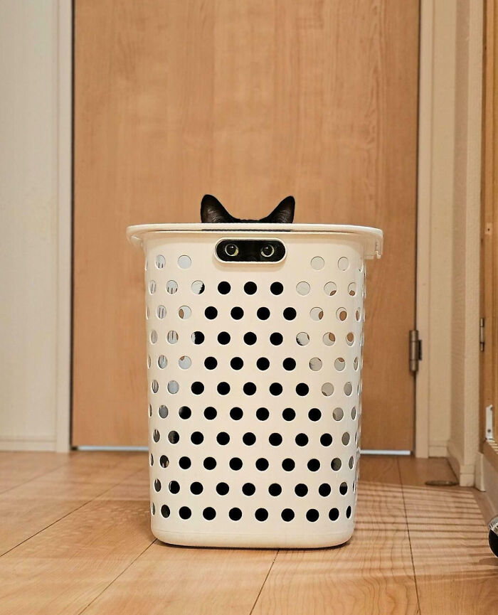 猫咪为什么喜欢钻纸盒子?因为有安全感(16张)