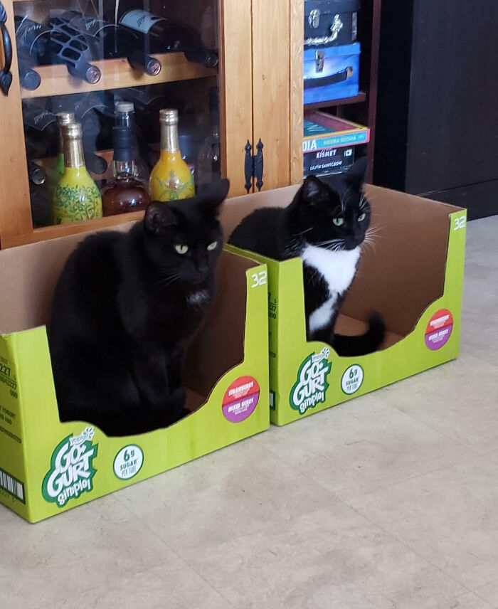 猫咪为什么喜欢钻纸盒子?因为有安全感(16张)