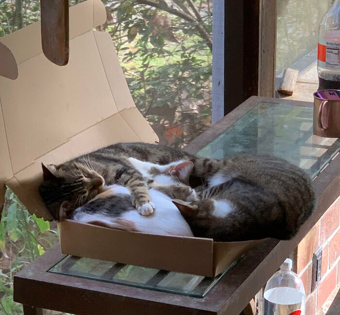 猫咪为什么喜欢钻纸盒子?因为有安全感(16张)