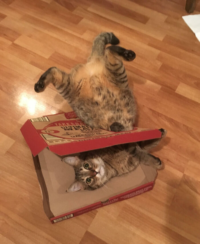 猫咪为什么喜欢钻纸盒子?因为有安全感(16张)